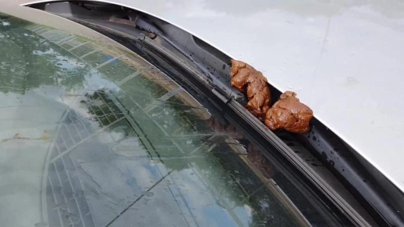 shit and piss in public on a car with Versauteschnukkis [FullHD] (2021)