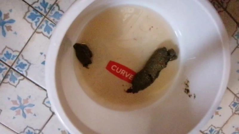 Bitchs Meal Shit P1 [HD] (2025)