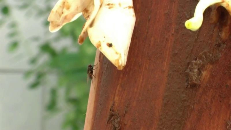 MINA Scat Flower Play P1 [FullHD] (2025)